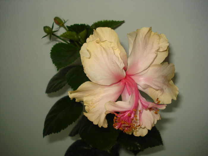  - Hibiscus White Pride of Hankins