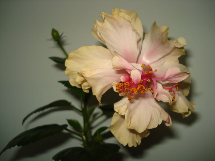  - Hibiscus White Pride of Hankins