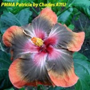 PMMA Patricia  - seminte hibii moorea