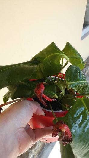 Anthurium Scherzerianum - multumesc Diana