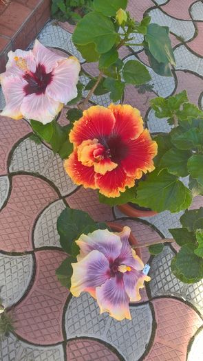 WP_20160819_11_25_43_Pro