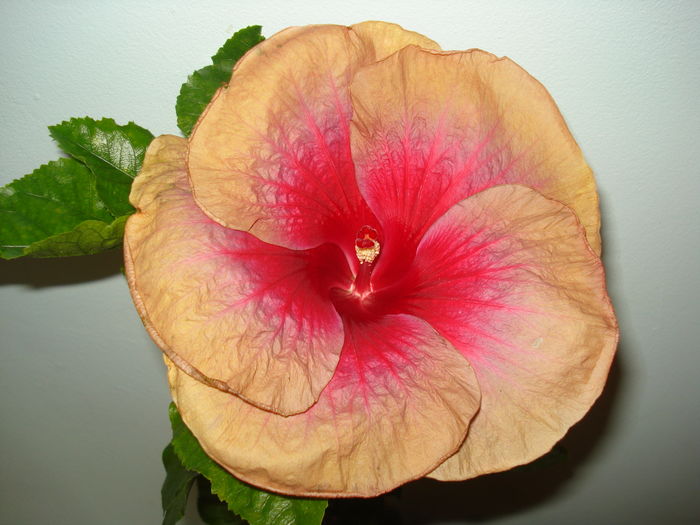 Hibiscus Miss Teenager