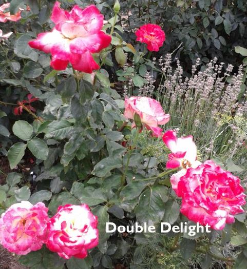 20; Double Delight
