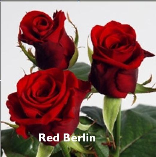 2; Red Berlin
