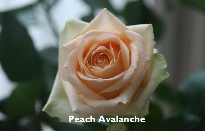 4; Peach Avalanche
