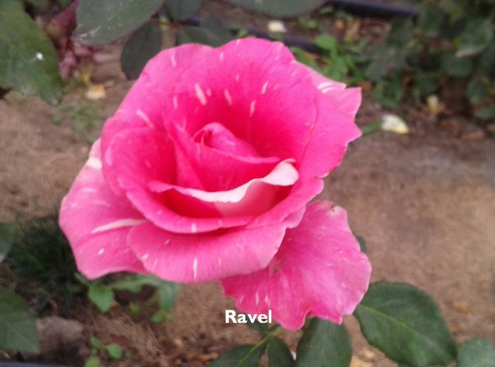 5; Ravel
