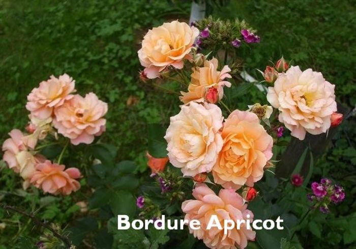 17; Bordure Abricot
