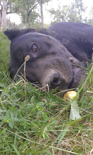 Aldo...rasa: cane corso