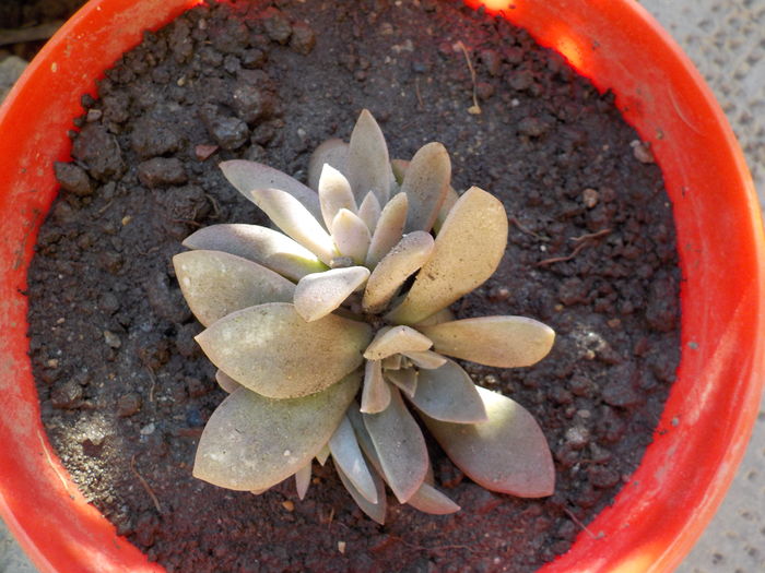  - CACTUSI si SUCULENTE