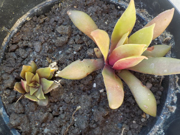 crassula orbicularis - CACTUSI si SUCULENTE