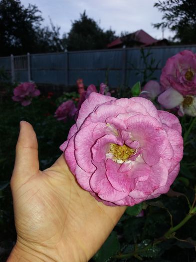 20160819_194006 - Violette Parfumee