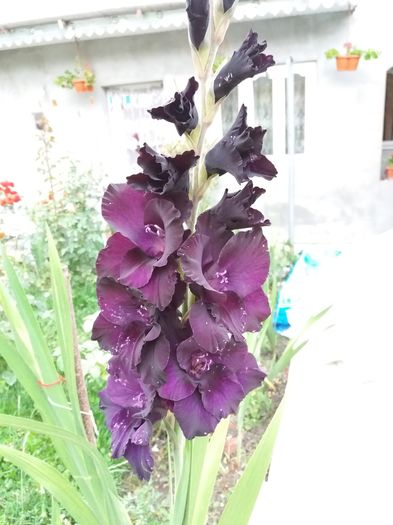 20160819_193742 - Colectia de gladiole 2016