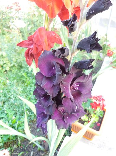 20160819_074012 - Colectia de gladiole 2016