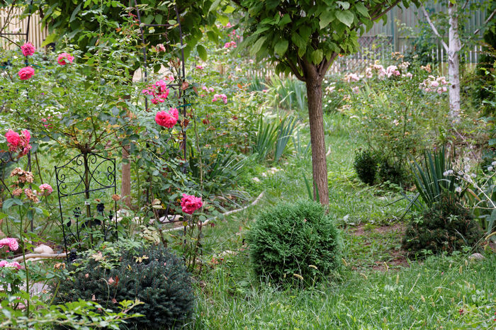 gradina-4 - 2016_August in Gradina mea