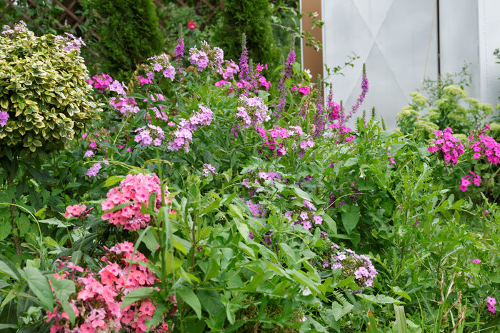 gradina-22 - 2016_August in Gradina mea