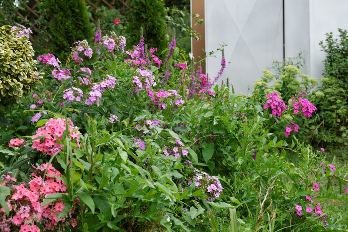gradina-23 - 2016_August in Gradina mea