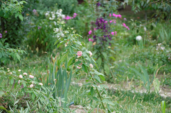 Belle de Sardaigne - 2016_August in Gradina mea