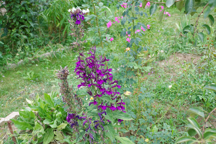 Lobelia Hadspen Purple