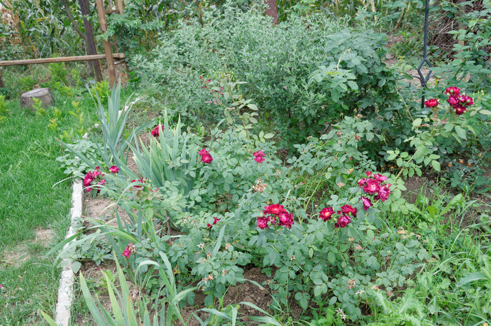 Cardinal Hume - 2016_August in Gradina mea