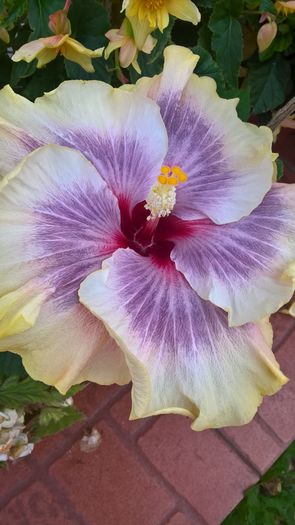 WP_20160819_19_52_25_Pro - Hibiscus Tahitian Taui