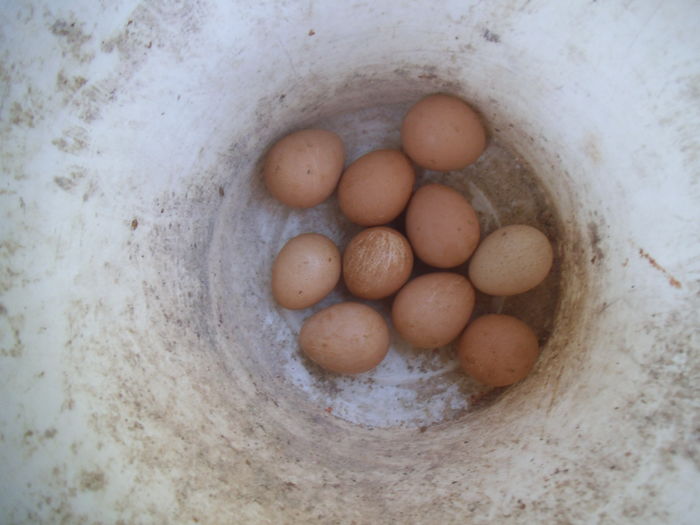 DSCF0245 - bibilicile mele