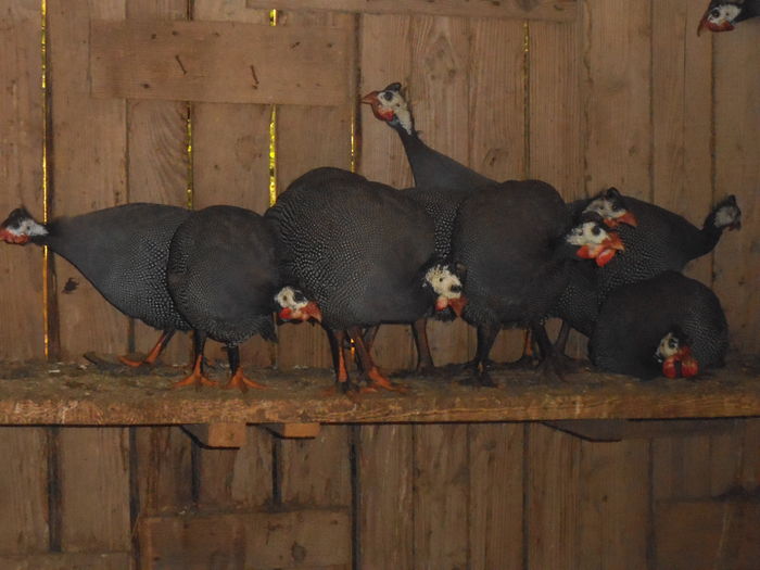 DSCF0253 - bibilicile mele