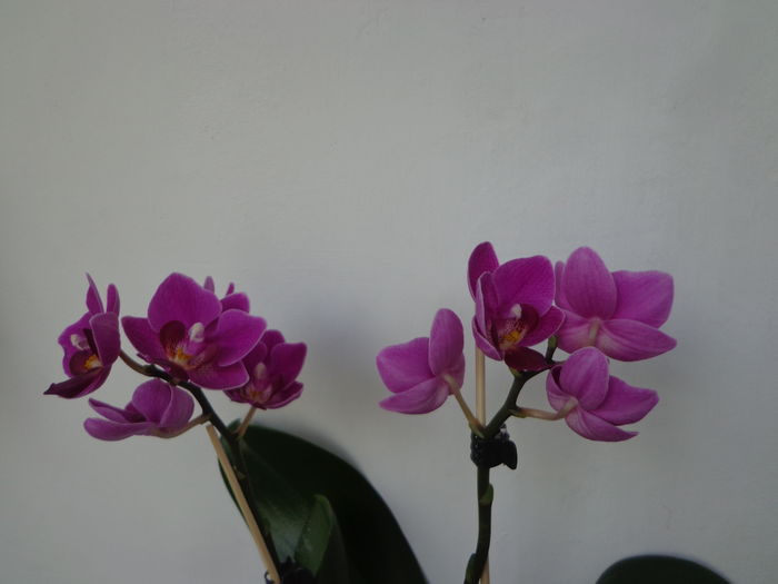 Phalaenopsis - De argint