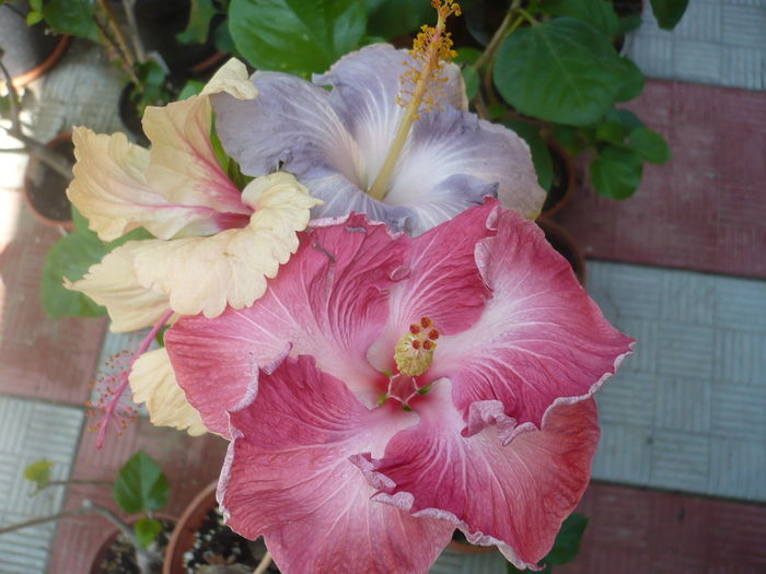 P1290311 - HIBISCUSI 2016-5