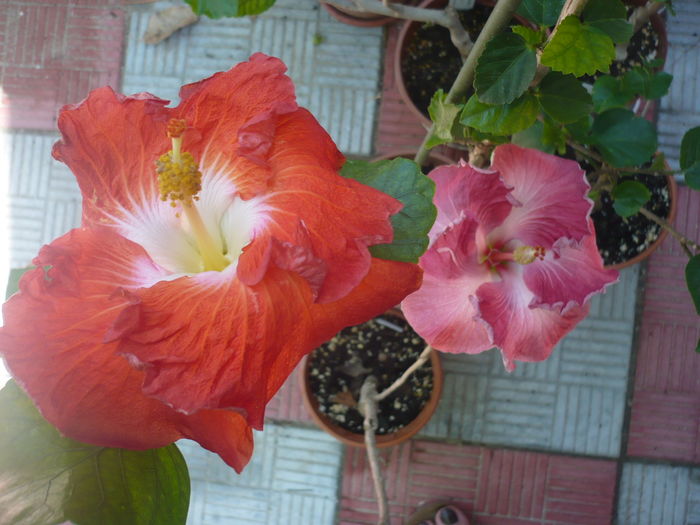 P1290314 - HIBISCUSI 2016-5