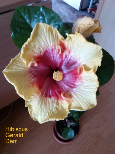  - Hibiscus Gerald Derr