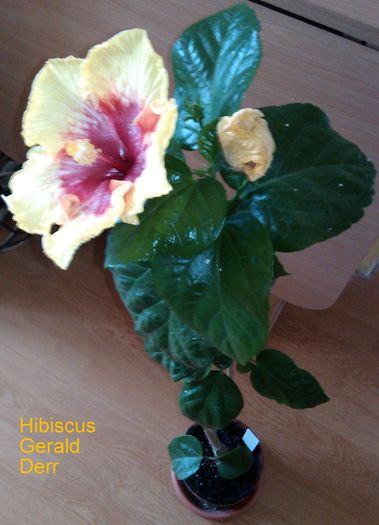  - Hibiscus Gerald Derr