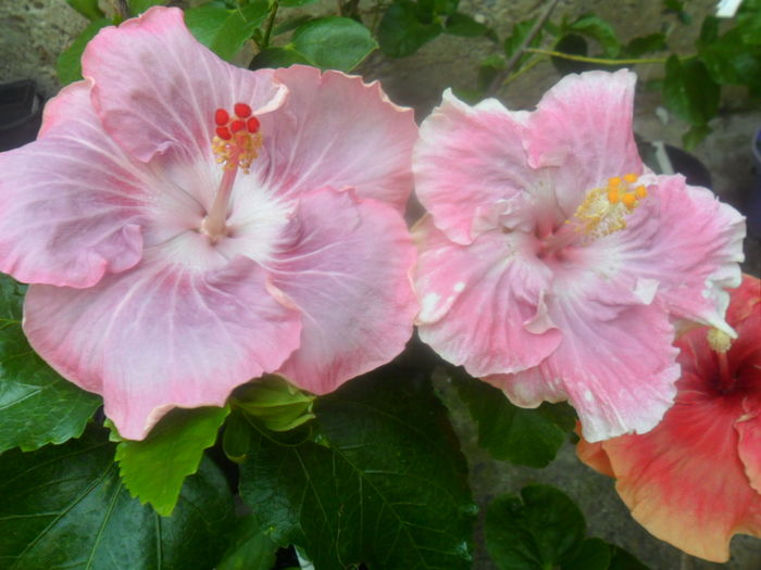  - hibiscusi 2016-5