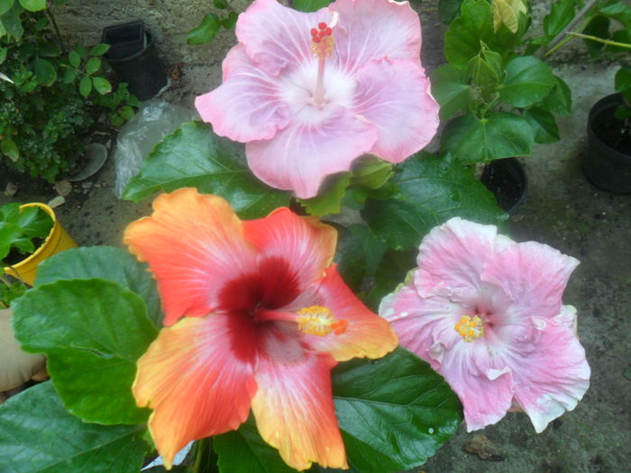  - hibiscusi 2016-5