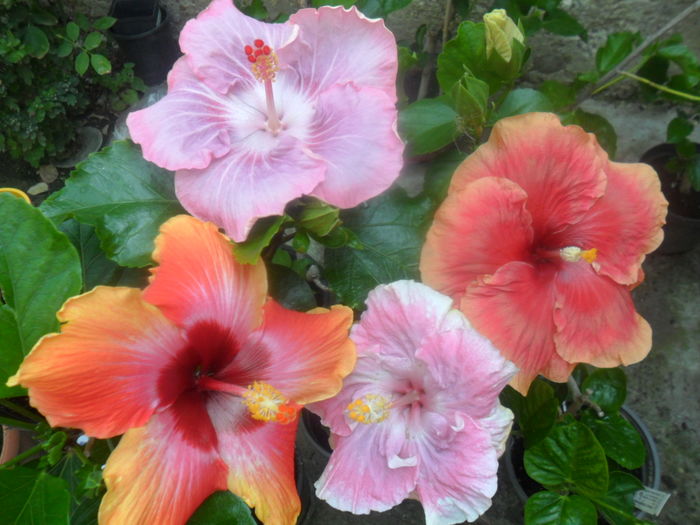  - hibiscusi 2016-5