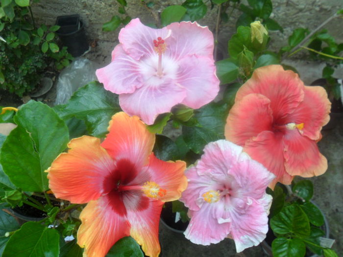  - hibiscusi 2016-5