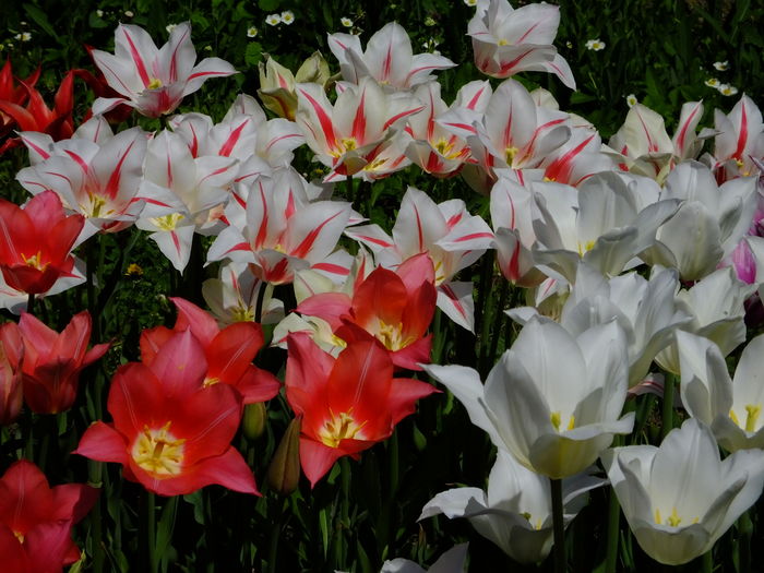 comp5 - Pachet 06 - Lily Flowering - 30 lei