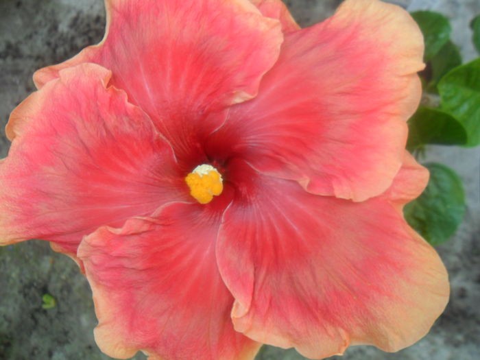 o noua floare - tahitian raimbow sands