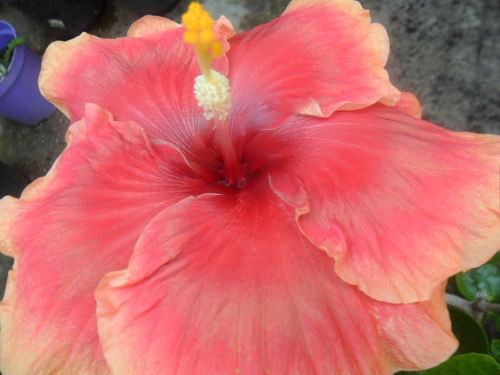  - tahitian raimbow sands