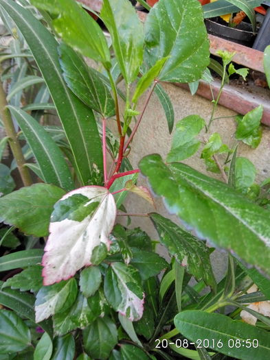 IMG_20160820_085044_HDR