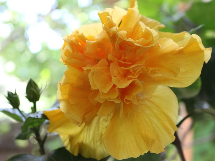 Hibiscus Harvest Moon - Hibiscus Harvest Moon