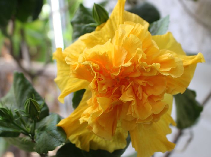 Hibiscus Harvest Moon - Hibiscus Harvest Moon