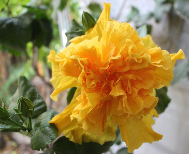 Hibiscus Harvest Moon