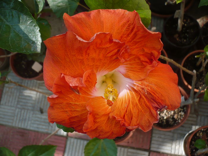 P1290315 - HIBISCUSI 2016-5