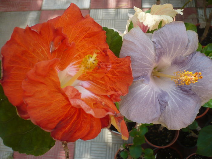 P1290316 - HIBISCUSI 2016-5