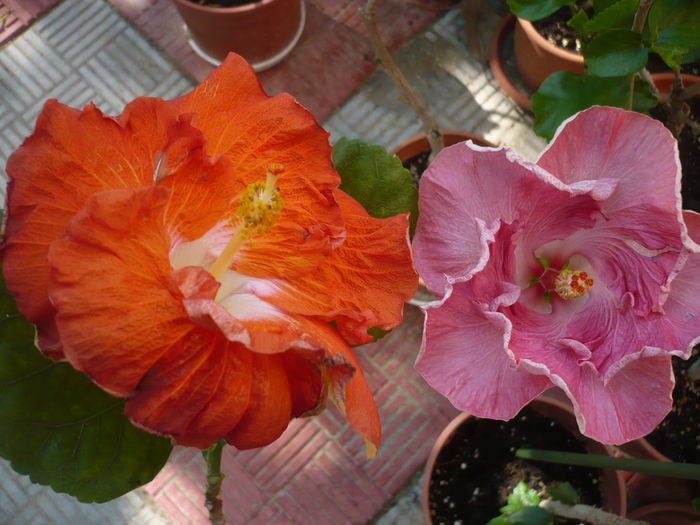 P1290318 - HIBISCUSI 2016-5