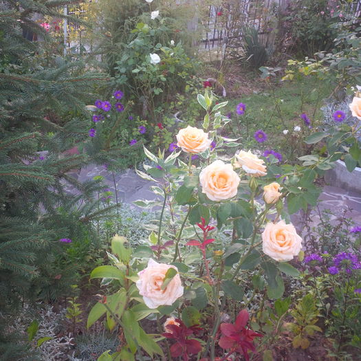 IMG_20160820_195517 - gradina august 2016