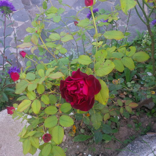 IMG_20160820_195550 - gradina august 2016