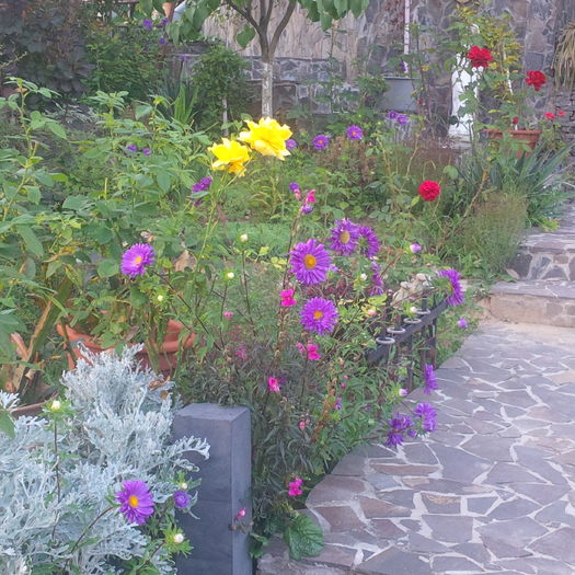 IMG_20160820_195645 - gradina august 2016