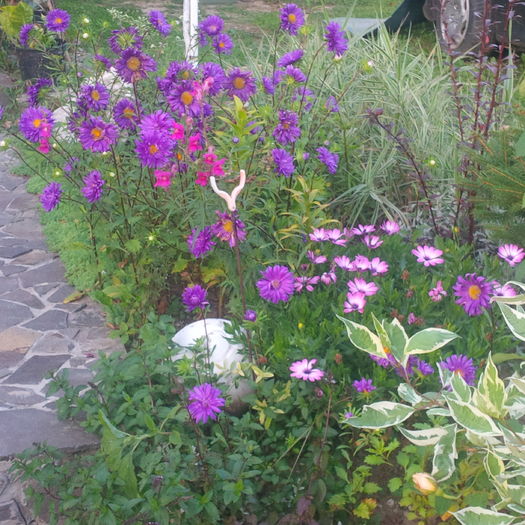 IMG_20160820_195654 - gradina august 2016