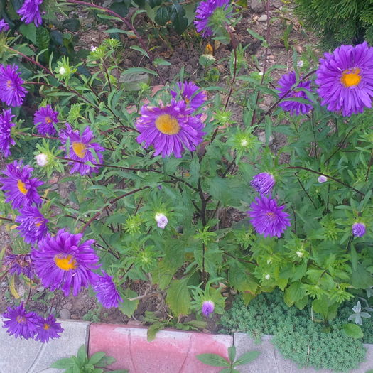 IMG_20160820_195742 - gradina august 2016